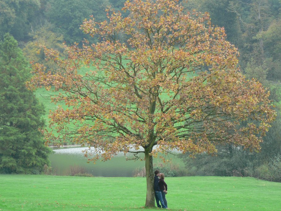 Явор древесина фото