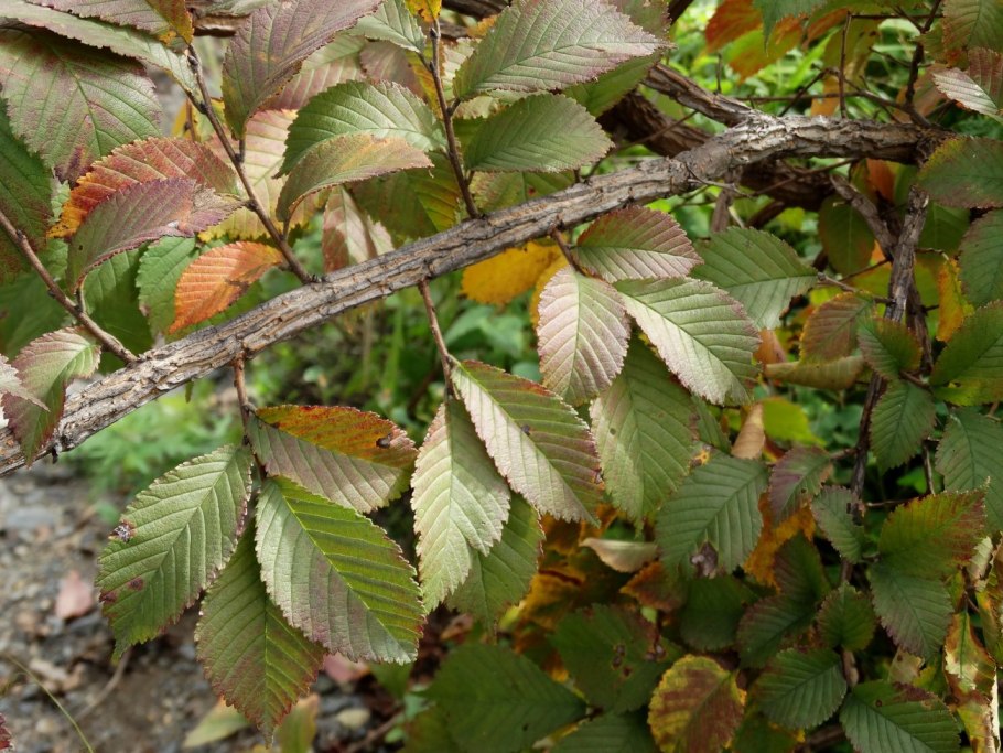 Ильм Долинный