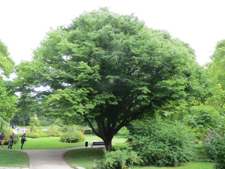 Дзельква японская, пильчатая