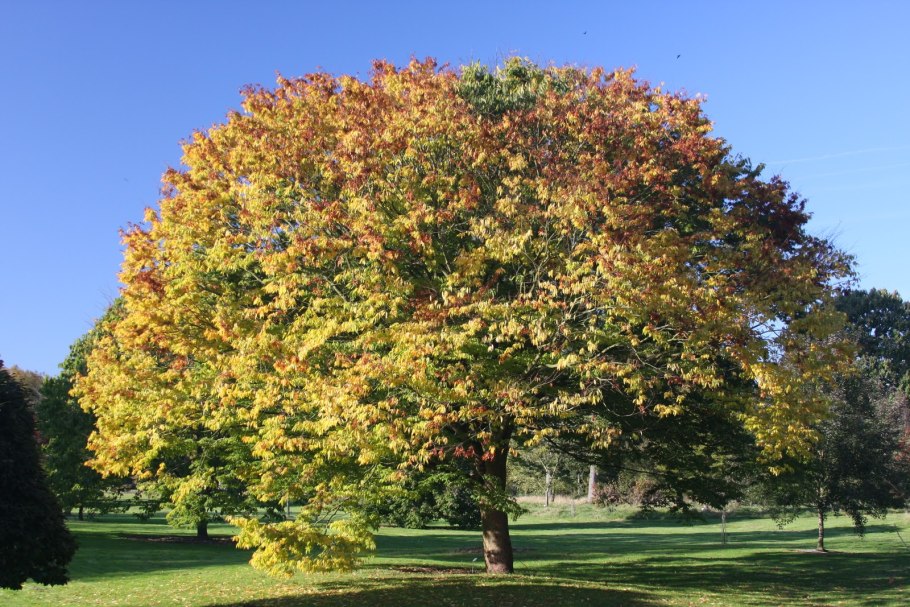 Дзельква граболистная