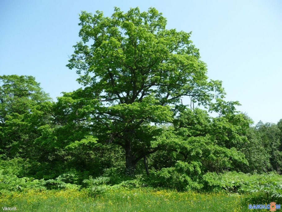 Вяз обыкновенный Ulmus laevis