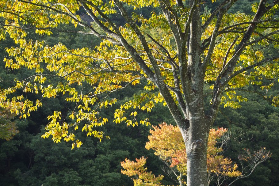 Дзельква японская