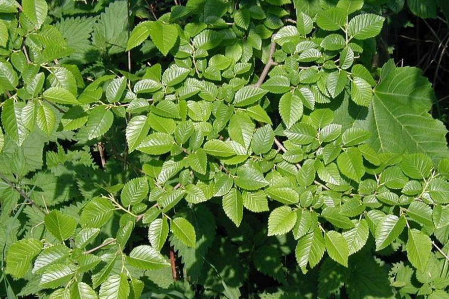 Ulmus thomasii