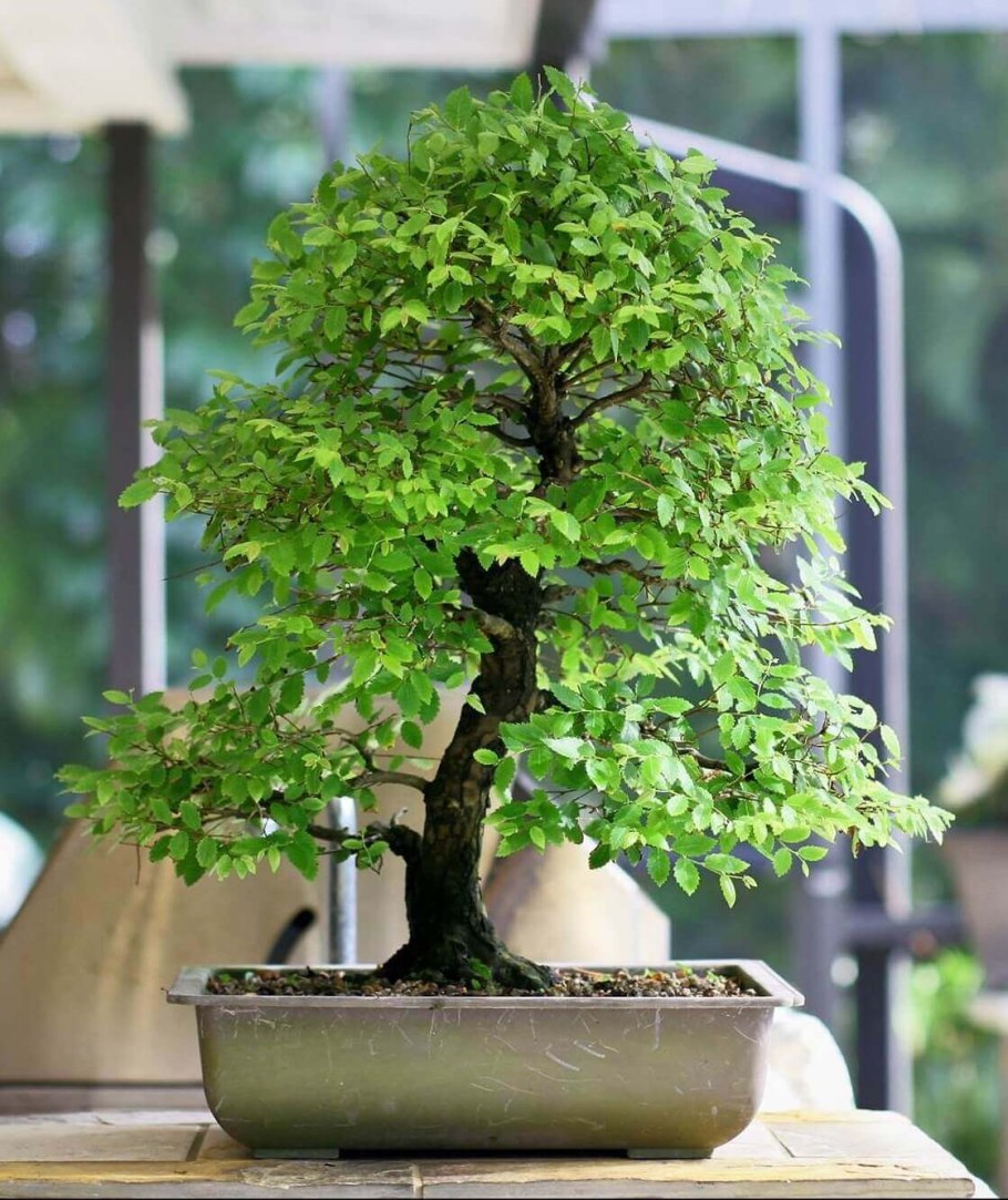 Дзельква бонсай