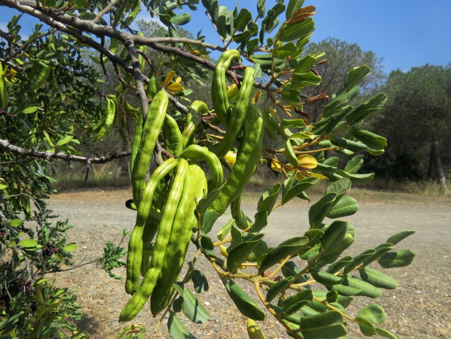 КЕРАТОНИЯ дерево