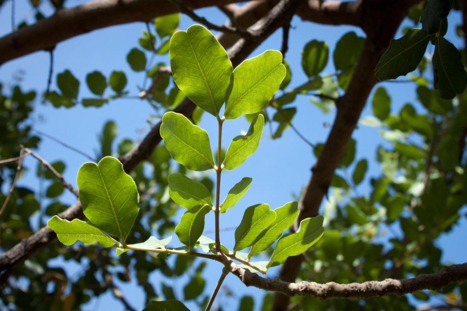 Цератония рожковое дерево