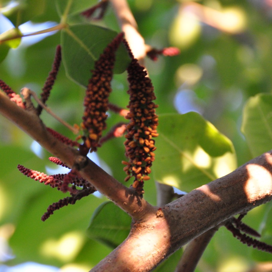 Рожковое дерево Цареградский стручок