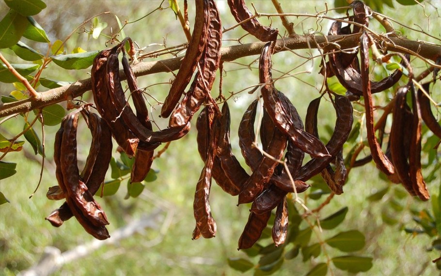 Рожковое дерево Цареградский стручок
