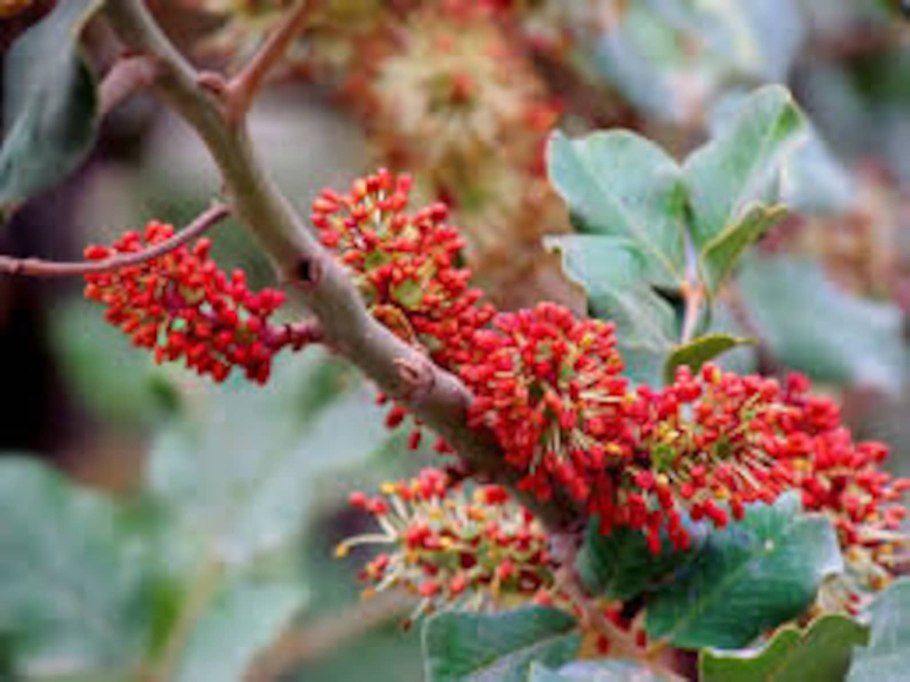 Цератония стручковая