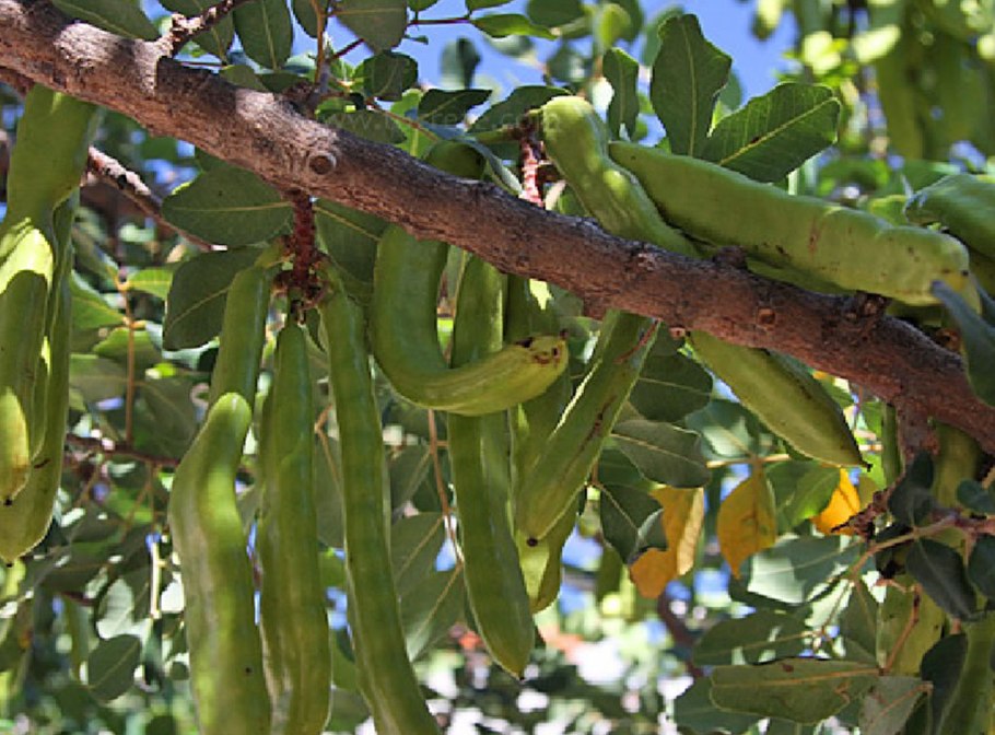 Цератония рожковое дерево