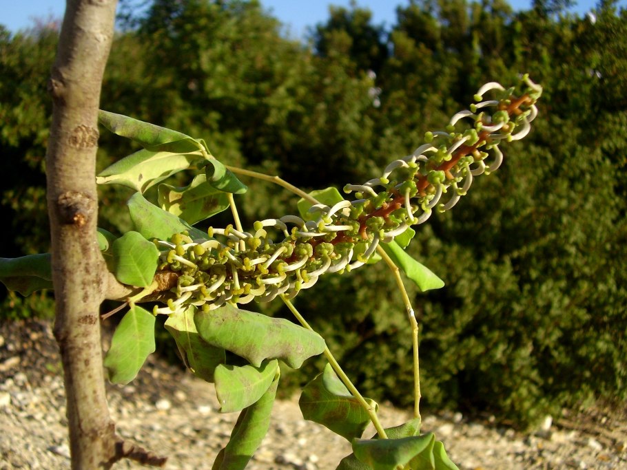 Цератония рожковое дерево