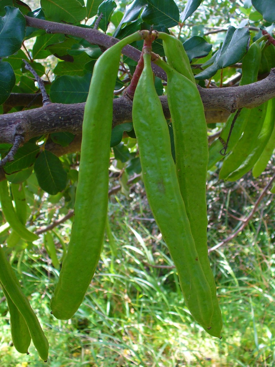 Цератония стручковая