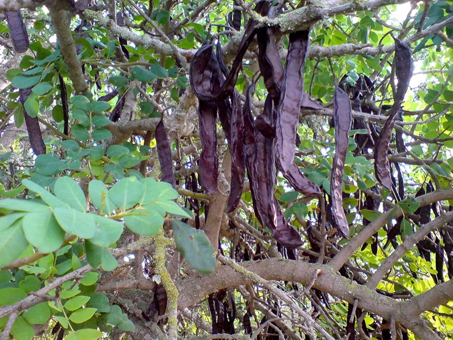 Цератония фото