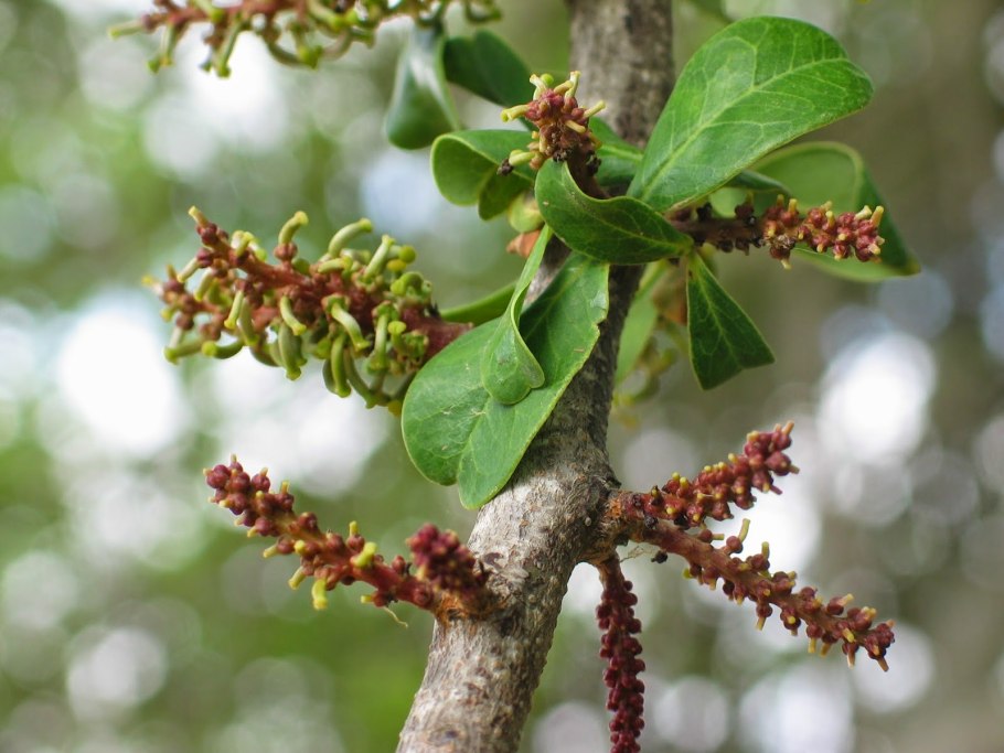 Кэроб рожковое дерево