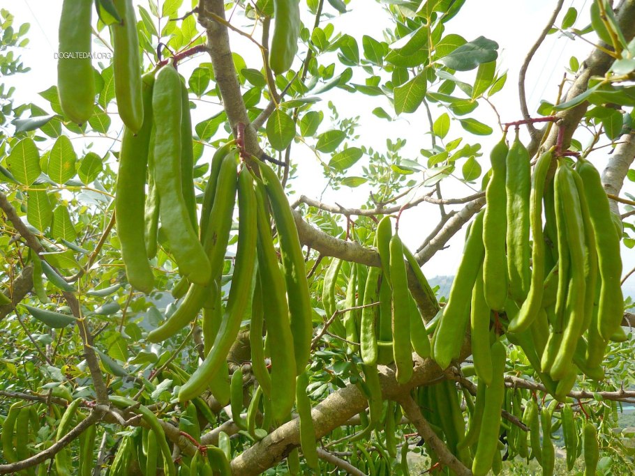 Цератония Египет