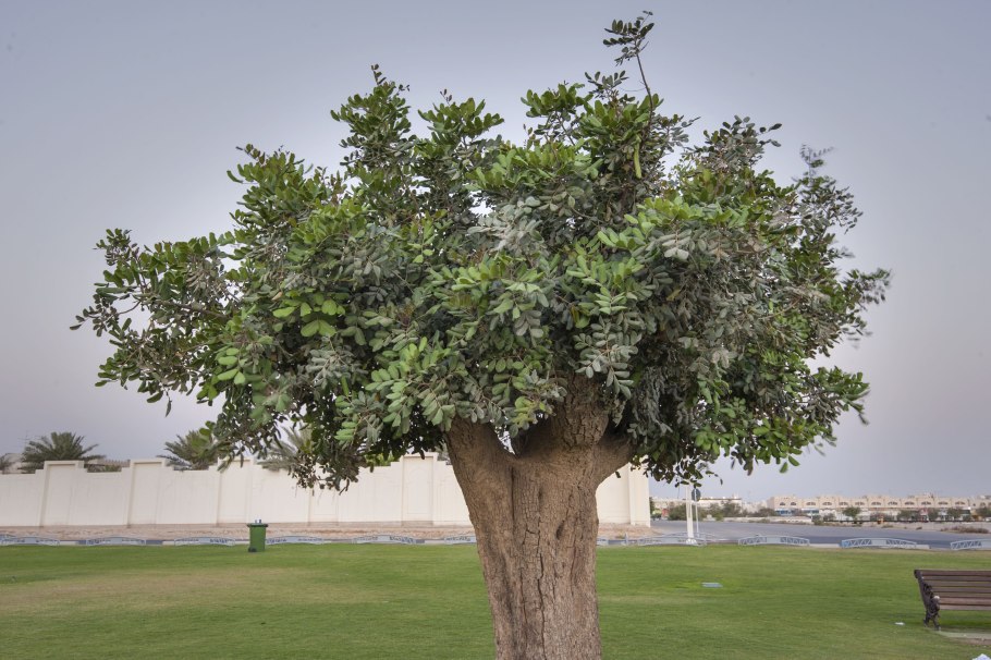 Рожковое дерево