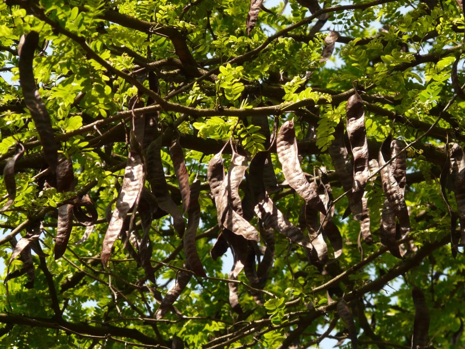 Цератония рожковое дерево