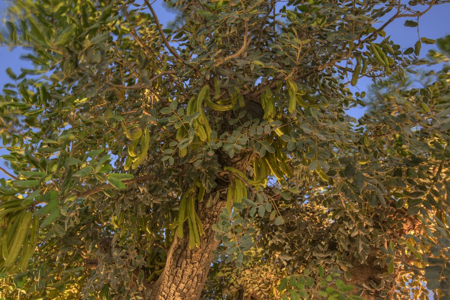 Карат дерево