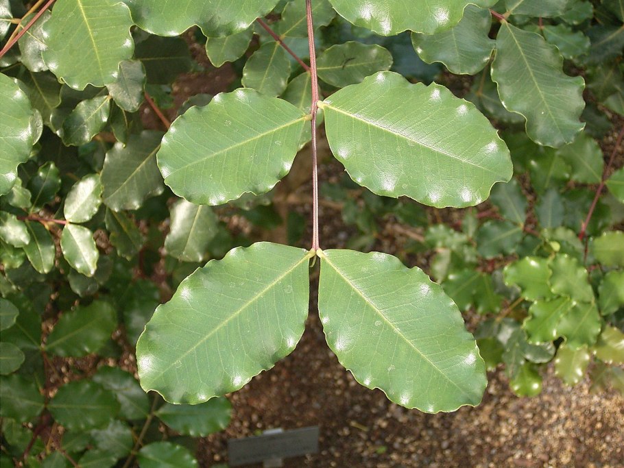 Цератония рожковое дерево