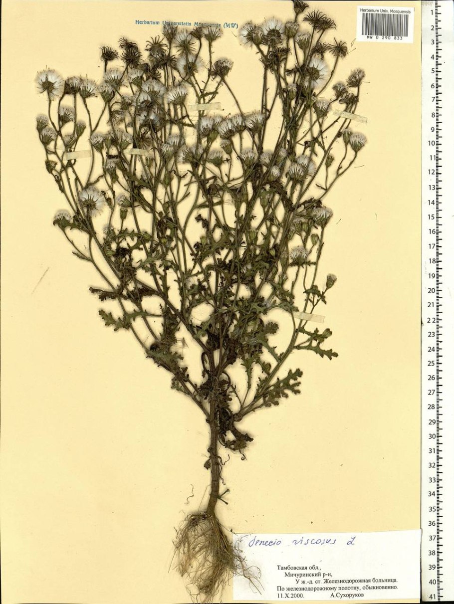 Крестовник ястребинколистный