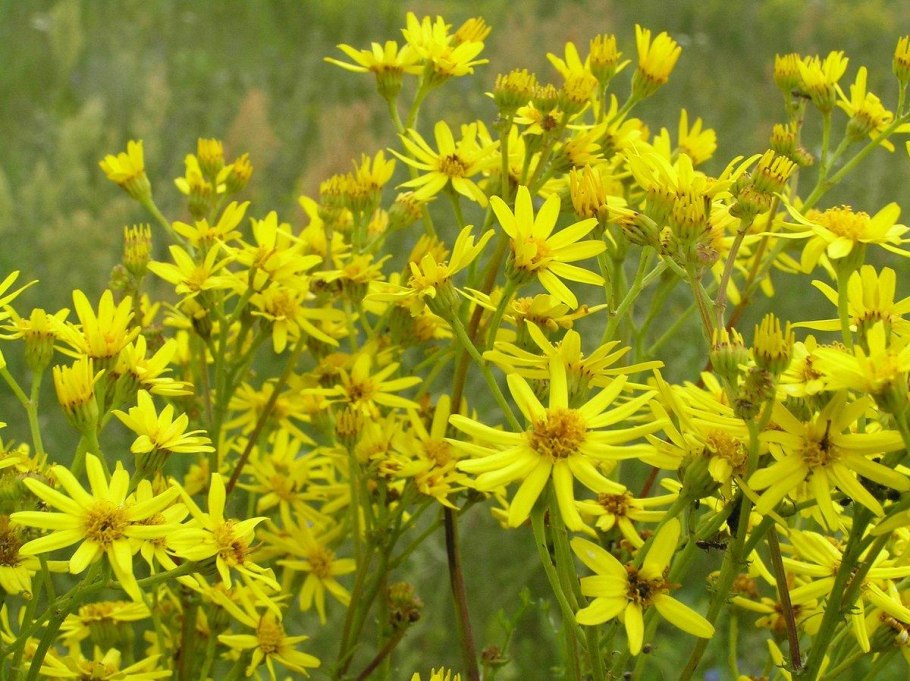 Крестовник обыкновенный