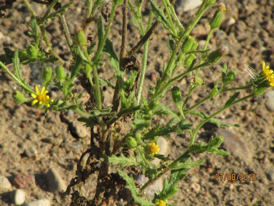 Крестовник липкий