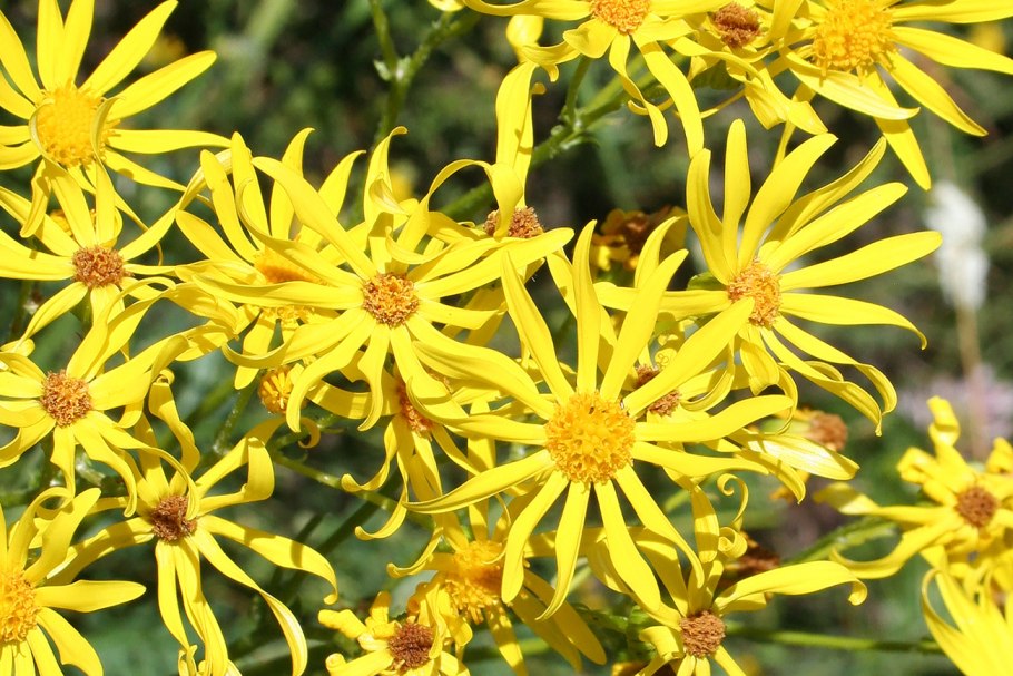 Крестовник Луговой (Senecio jacobaea l.)