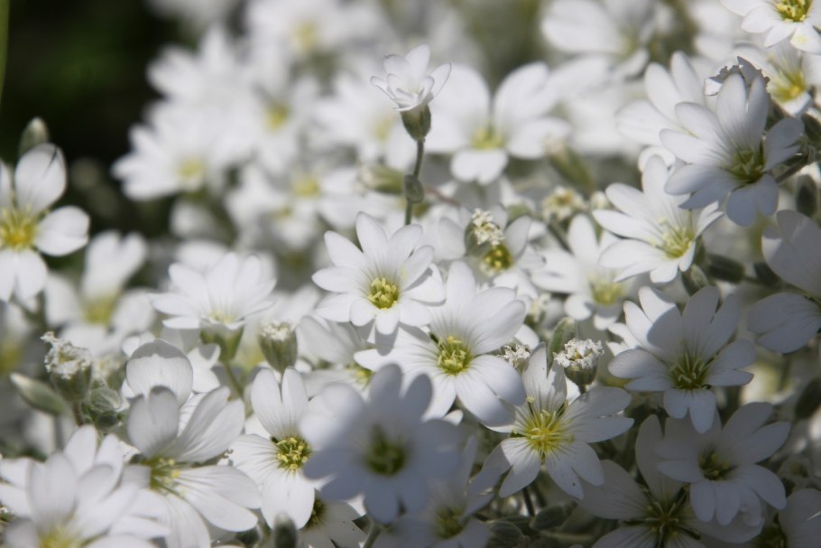 Ясколка войлочная — Cerastium