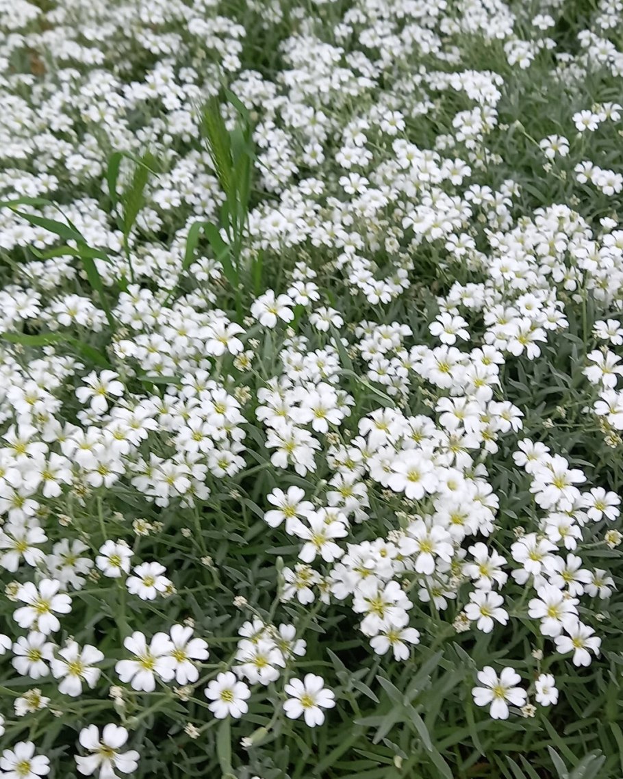 Ясколка войлочная Биберштейна