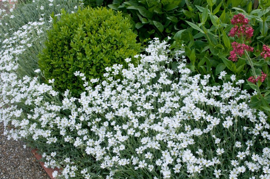 Ясколка войлочная (Cerastium tomentosum)