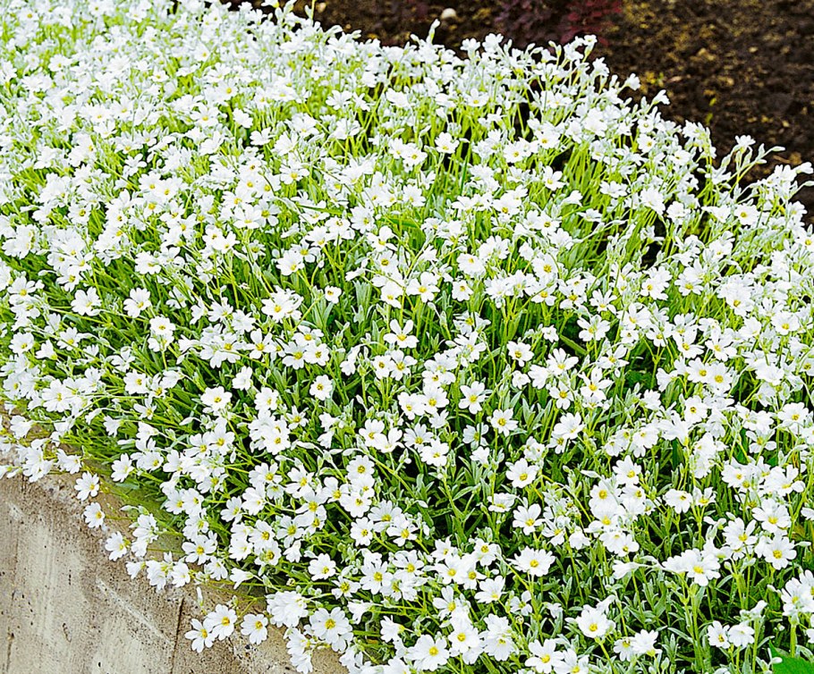 Ясколка войлочная Биберштейна