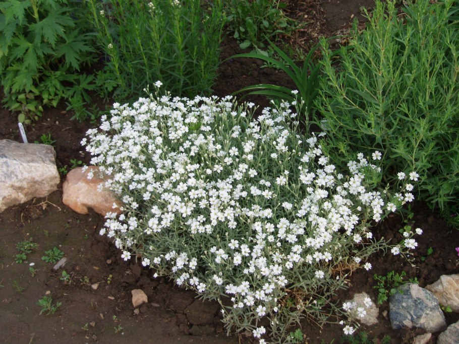 Ясколка войлочная (Cerastium tomentosum)