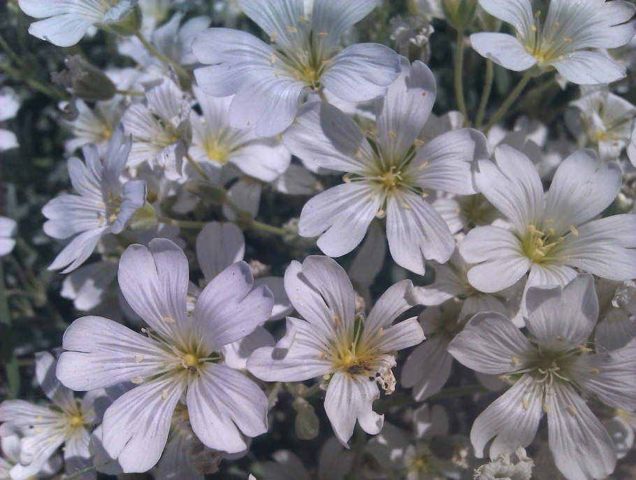 Ползучая Ясколка