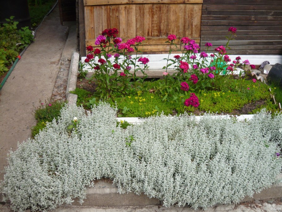 Ясколка биберштейна cerastium biebersteinii