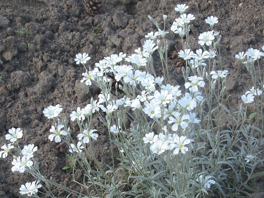 Ясколка войлочная silberteppich