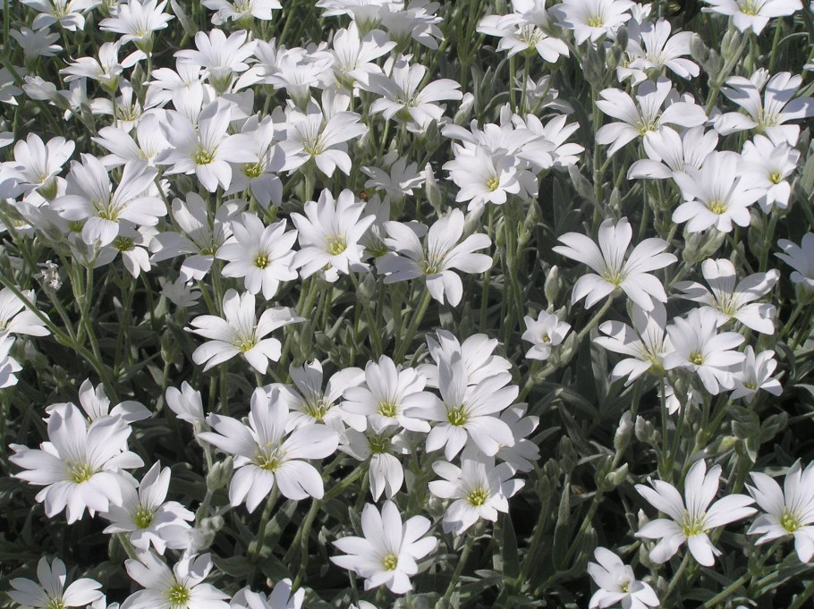 13. Ясколка войлочная Cerāstium tomentōsum