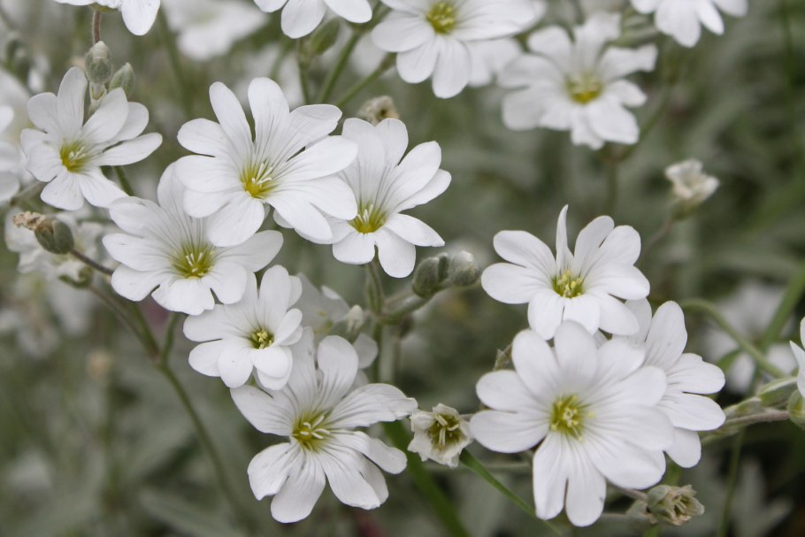 Ясколка войлочная (Cerastium tomentosum)