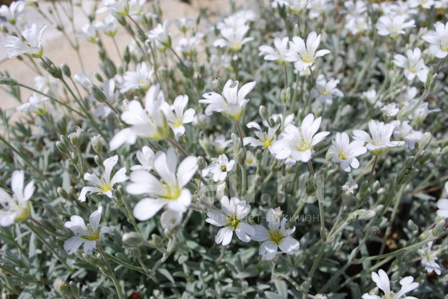 Ясколка войлочная Биберштейна