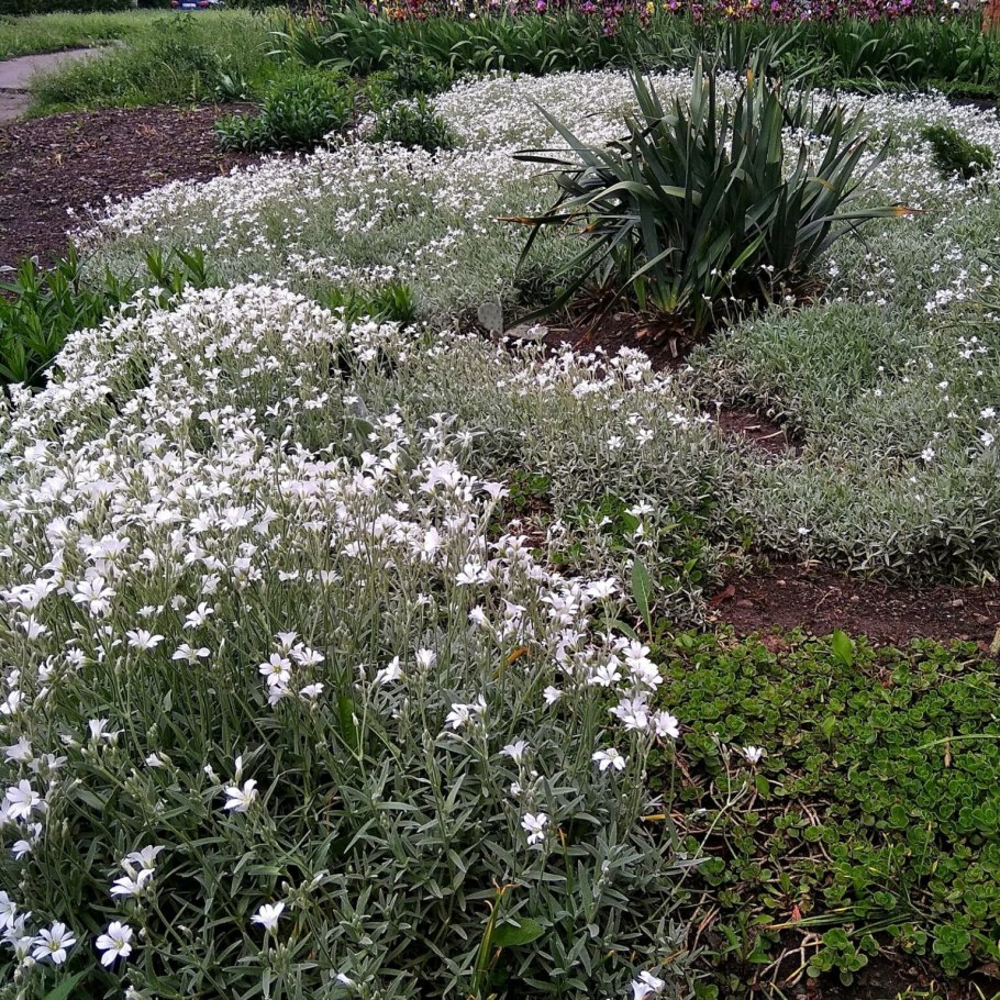 Ясколка войлочная Хрустальный водопад