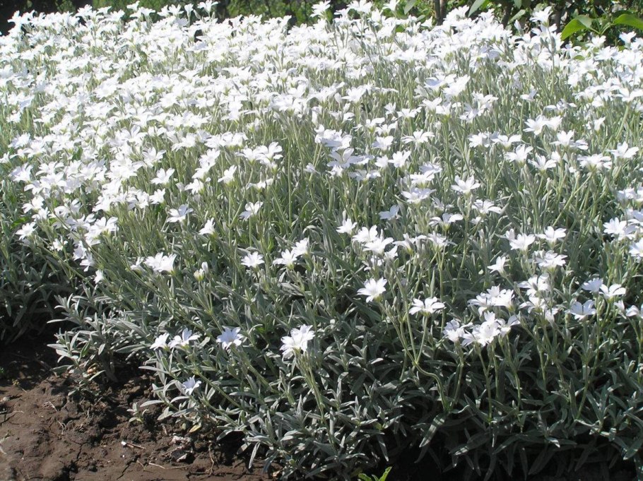 Почвопокровник Ясколка