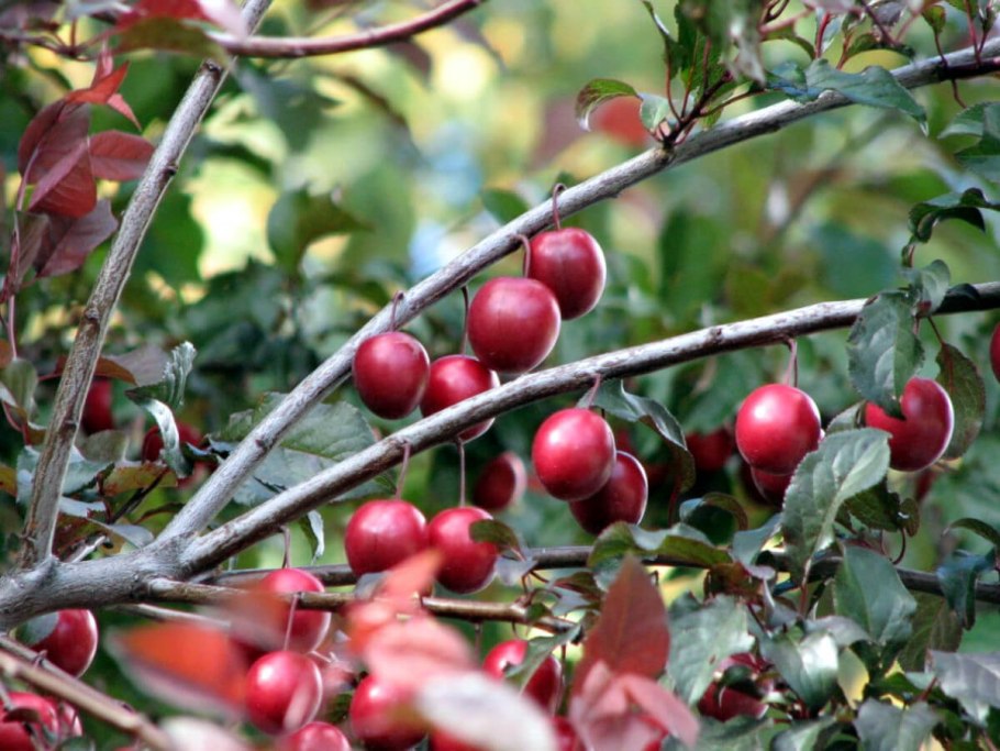 Слива краснолистная Prunus cistena