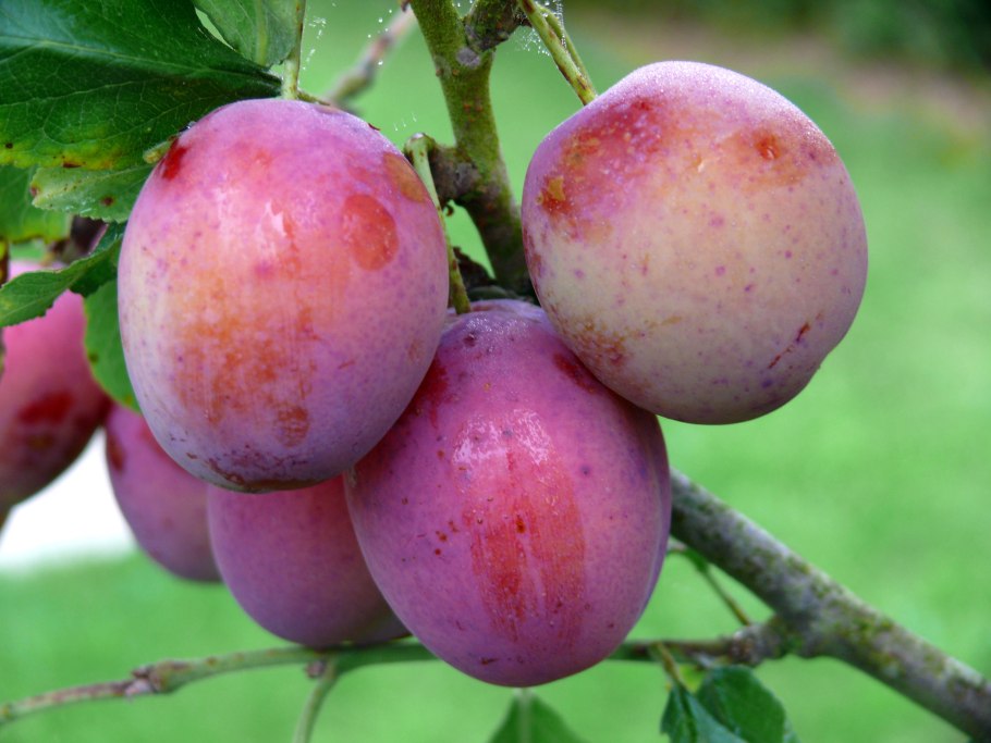 Многосортовая слива