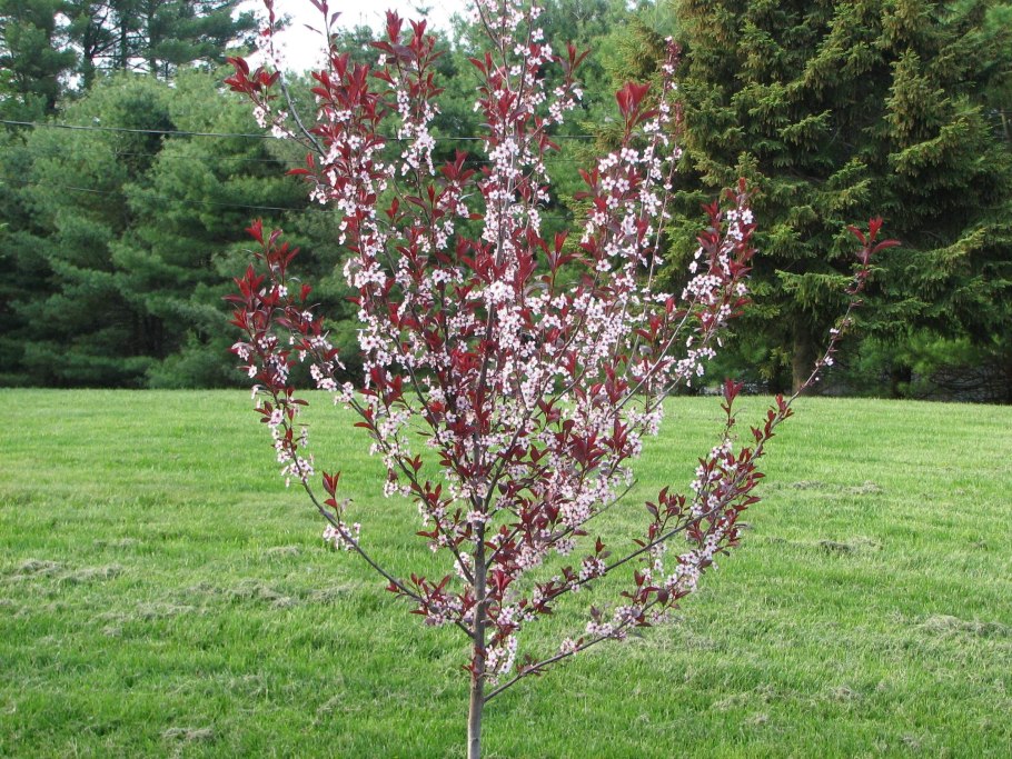 Слива Фортуна слива Фортуна