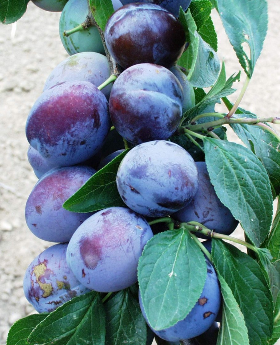 Черемуха виргинская краснолистная