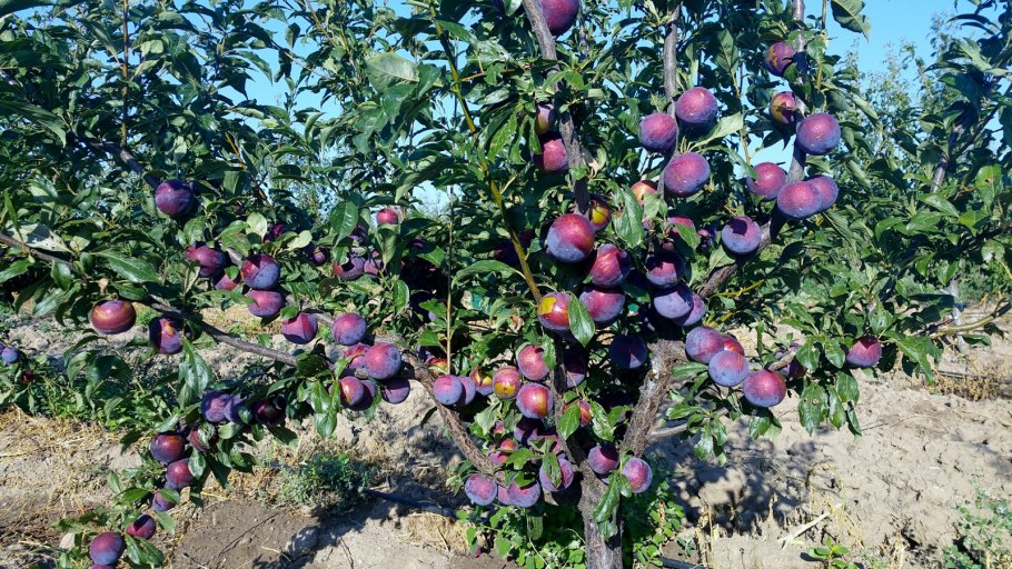 Карликовые сливовые деревья Анжелина