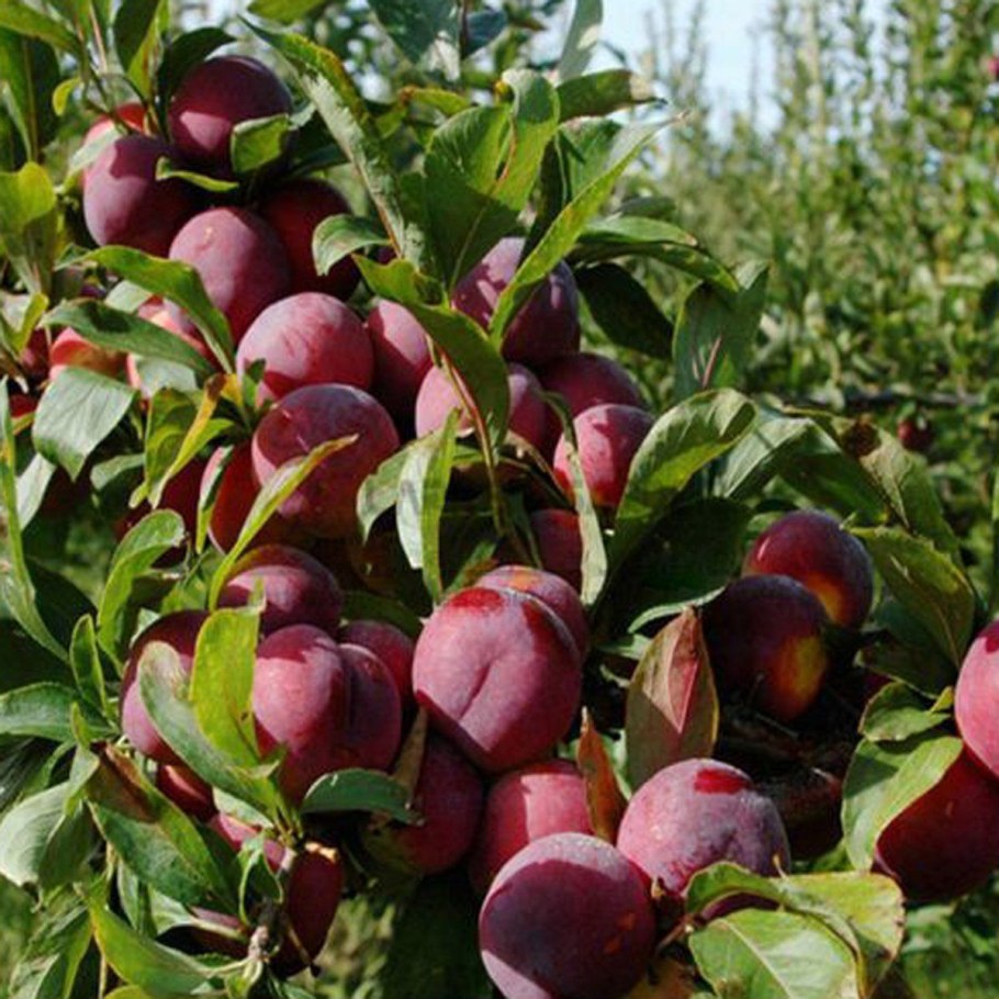 Алыча краснолистная лама