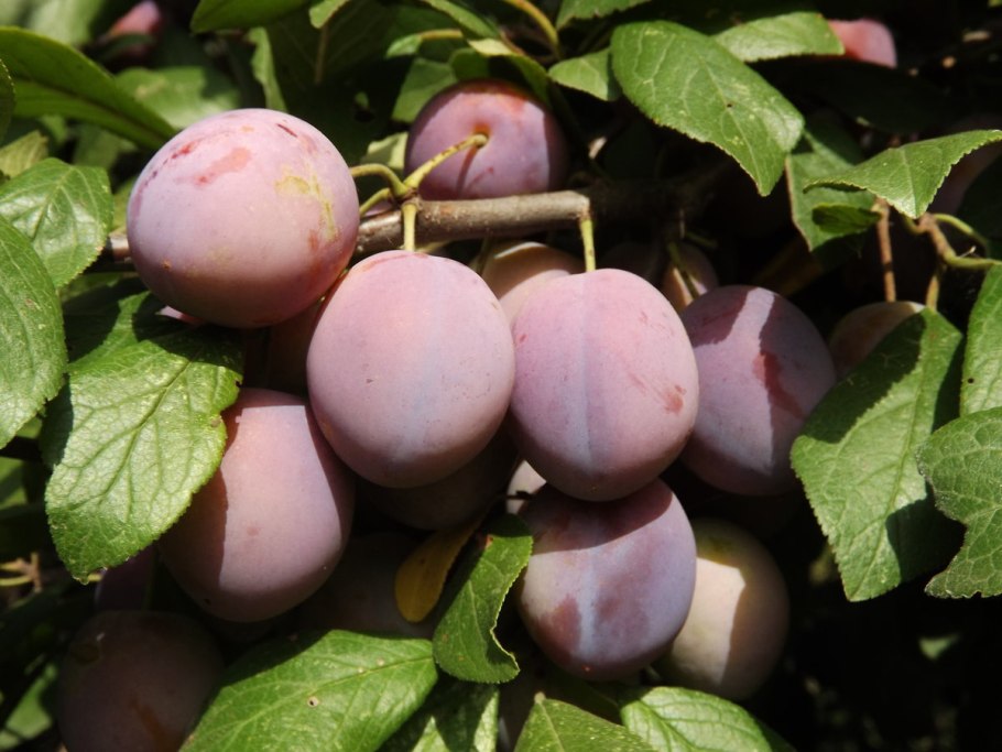 Слива цистена Prunus cistena