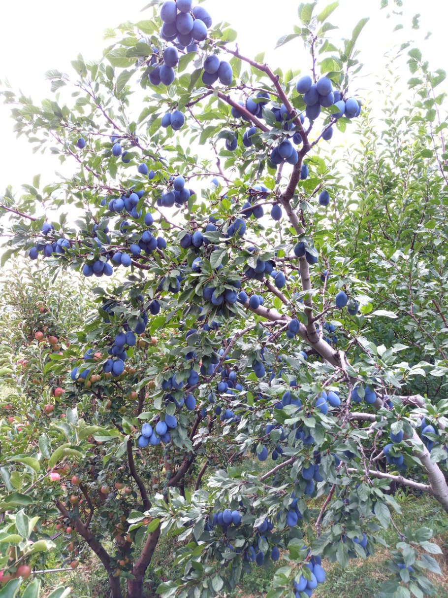 Плодовые деревья: вишня, слива.