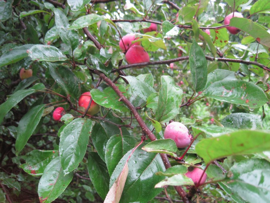 Сорт колоновидной сливы Империал