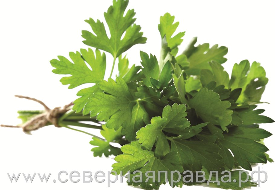 Петрушка зелень